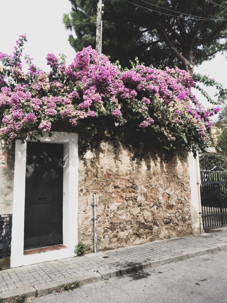 Buganvilla en el Carmel