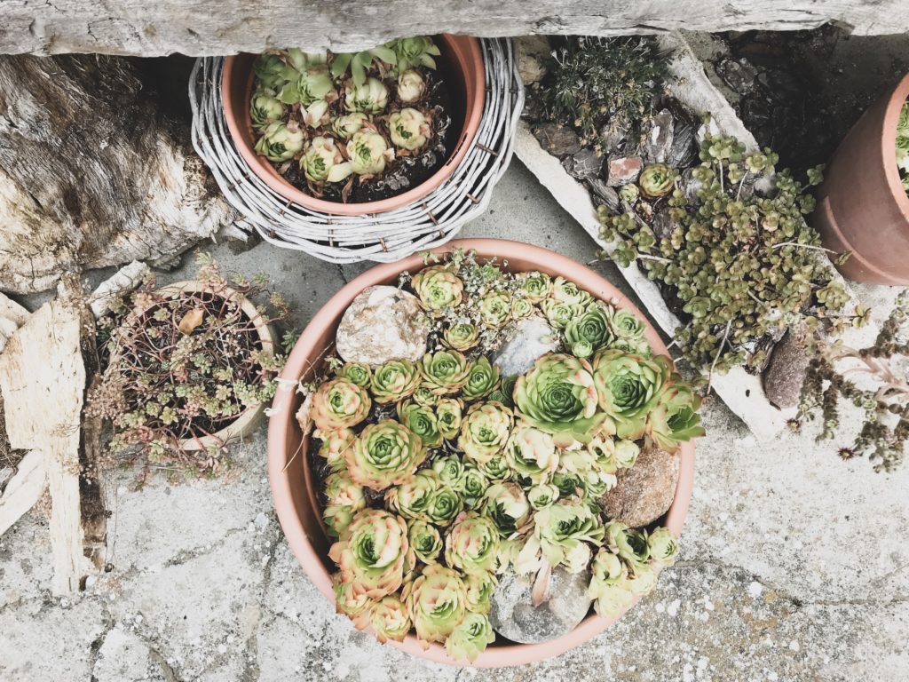 Macetas con plantas crasas