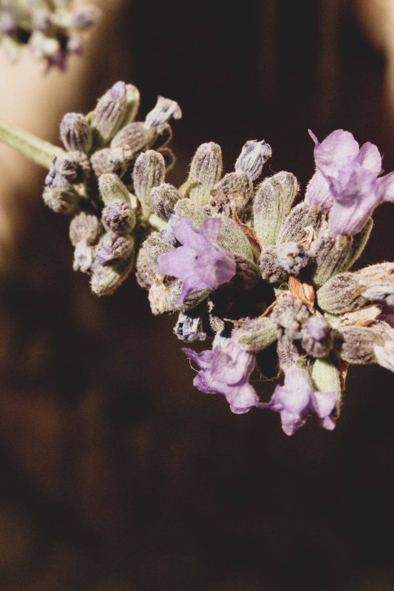 Lavanda en flor